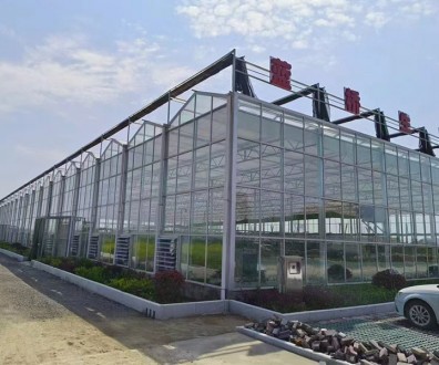 玻璃溫室案例現(xiàn)場